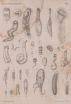 Van Beneden (1871, pl. 5) Van Beneden (1871, pl. 5)