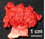 Anthomastus