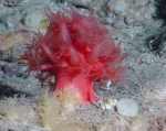 Anthomastus grandiflorus