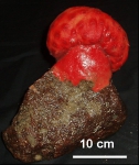Anthomastus grandiflorus
