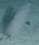 Chrysogorgia