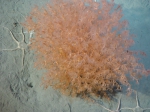 Acanella arbuscula