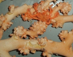 Paragorgia arborea