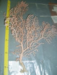 Paragorgia johnsoni