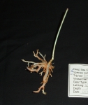 Radicipes gracilis