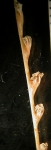 Radicipes gracilis