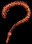 Anthoptilum grandiflorum