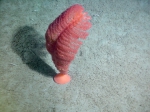 Pennatula