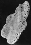 Amphimedon compressa Duchassaing & Michelotti, 1864