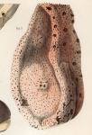 Amphimedon compressa Duchassaing & Michelotti, 1864 orig. Amphimedon compressa Duchassaing & Michelotti, 1864 orig.