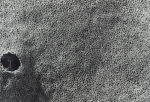 Amphimedon compressa Duchassaing & Michelotti, 1864 detail of surface Amphimedon compressa Duchassaing & Michelotti, 1864 detail of surface