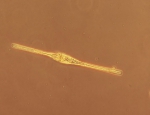 Ceratium fusus