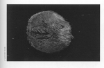 Picture of Echinocardium cordatum