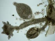 Cordylophora caspia - detail