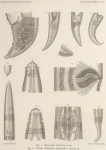 Nematoda (roundworms)