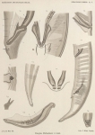 Nematoda (roundworms)