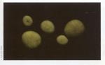 Picture of Echinocyamus pusillus