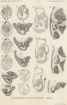 Van Beneden, de Selys Longchamps (1940, pl. 10) Van Beneden, de Selys Longchamps (1940, pl. 10)