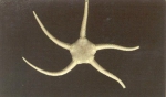 Picture of Ophiura albida