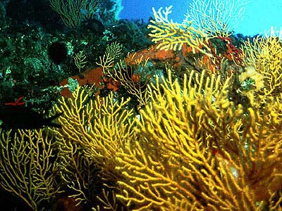 View of shallow communities, illustrating the great biodiversity of the Bank area.