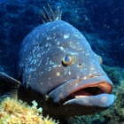 Dusky grouper in Corvo Island voluntary marine protected area.