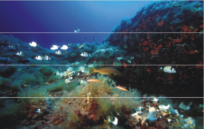 Diplodus vulgaris, Coris julis, and Epinephelus costae at Cala Galiota.
