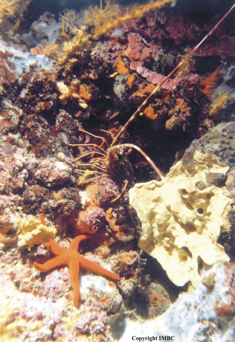 General aspect of hard-substrate sublittoral communities.