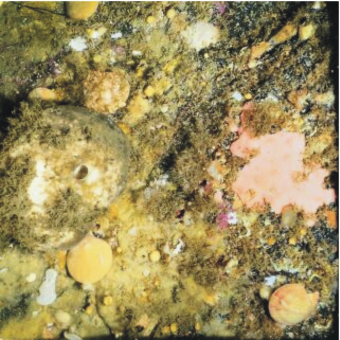 Hard bottom faunal community at Haugbergnes, Balsfjord, 30m depth.