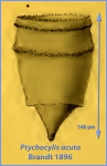 Ptychocylis acuta Brandt 1896 Ptychocylis acuta Brandt 1896