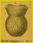 Codonaria cistellula Codonaria cistellula
