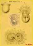 Petalotricha ampulla Petalotricha ampulla