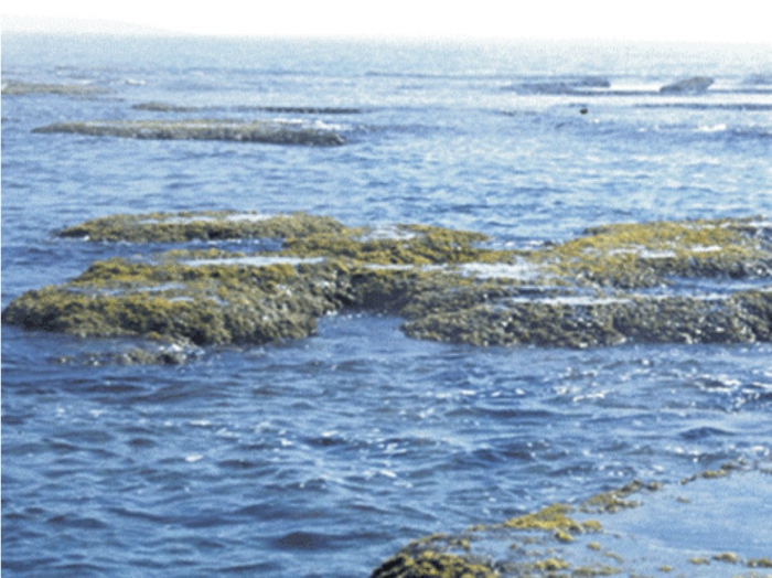 General view of the exposed reef.