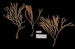 Asbestopluma desmophora Asbestopluma desmophora