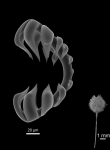Abyssocladia carcharias. Isochelae I & Holotype. Abyssocladia carcharias. Isochelae I & Holotype.