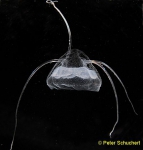 Aegina citrea, Puget Sound, USA Aegina citrea, Puget Sound, USA