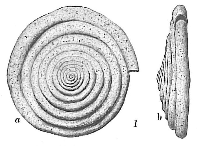 Ammodiscus catinus