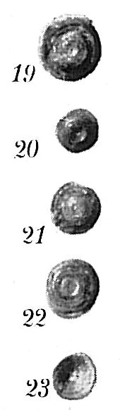 Ammodiscus catinus