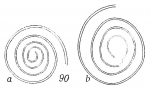 Ammodiscus minimus