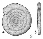 Ammodiscus minimus