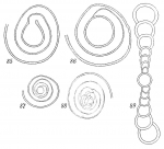 Ammodiscus planus