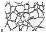 Ammodiscus planus