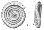 Ammodiscus planus