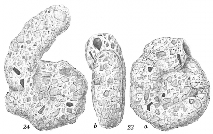 Ammoscalaria runiana Ammoscalaria runiana