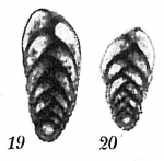 Bolivina albatrossi