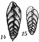 Bolivina striatula