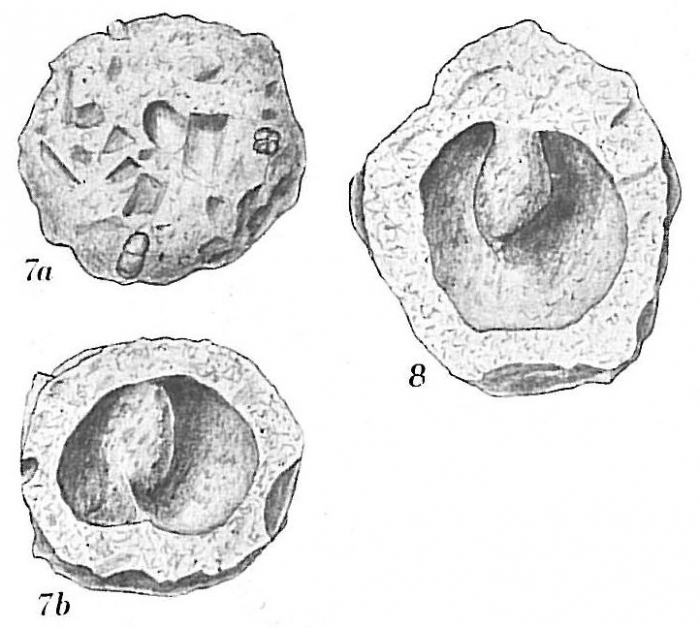 Crithionina mamilla