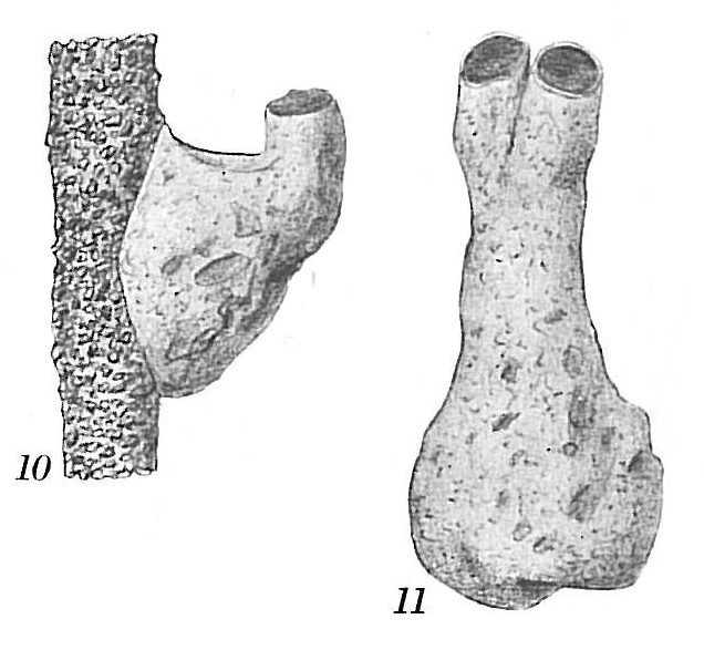 Crithionina mamilla