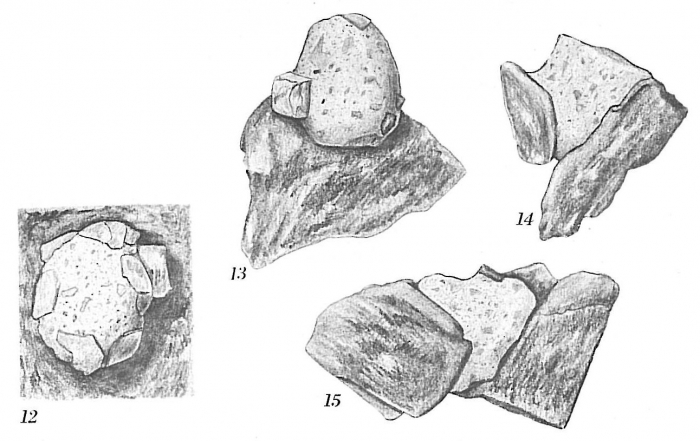 Crithionina mamilla