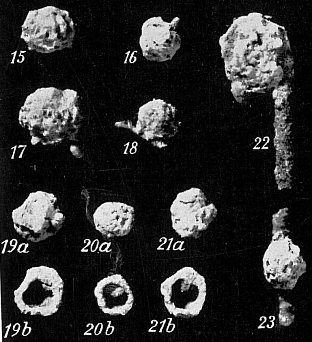 Crithionina mamilla