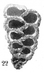 Dorothia pseudoturris